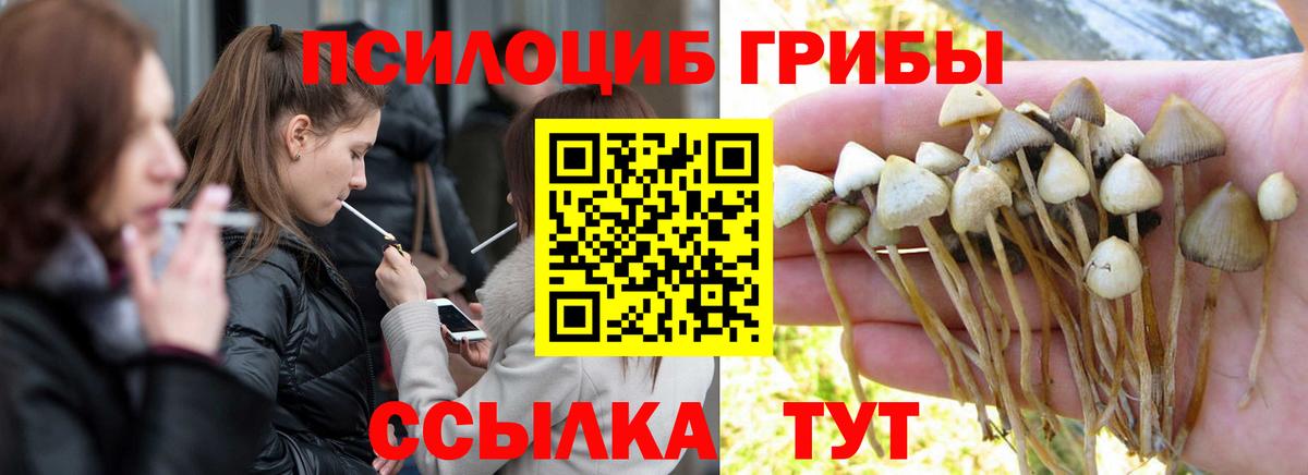 Шелехов  Псилоцибиновые грибы MAGIC MUSHROOMS  где купить наркоту  Вход с VPN 